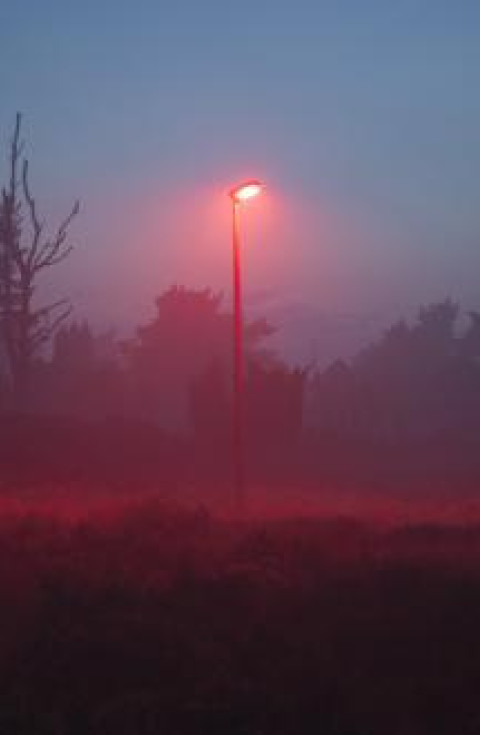 Lightpost with red light in nature