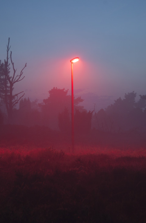 Lightpost with red light in nature